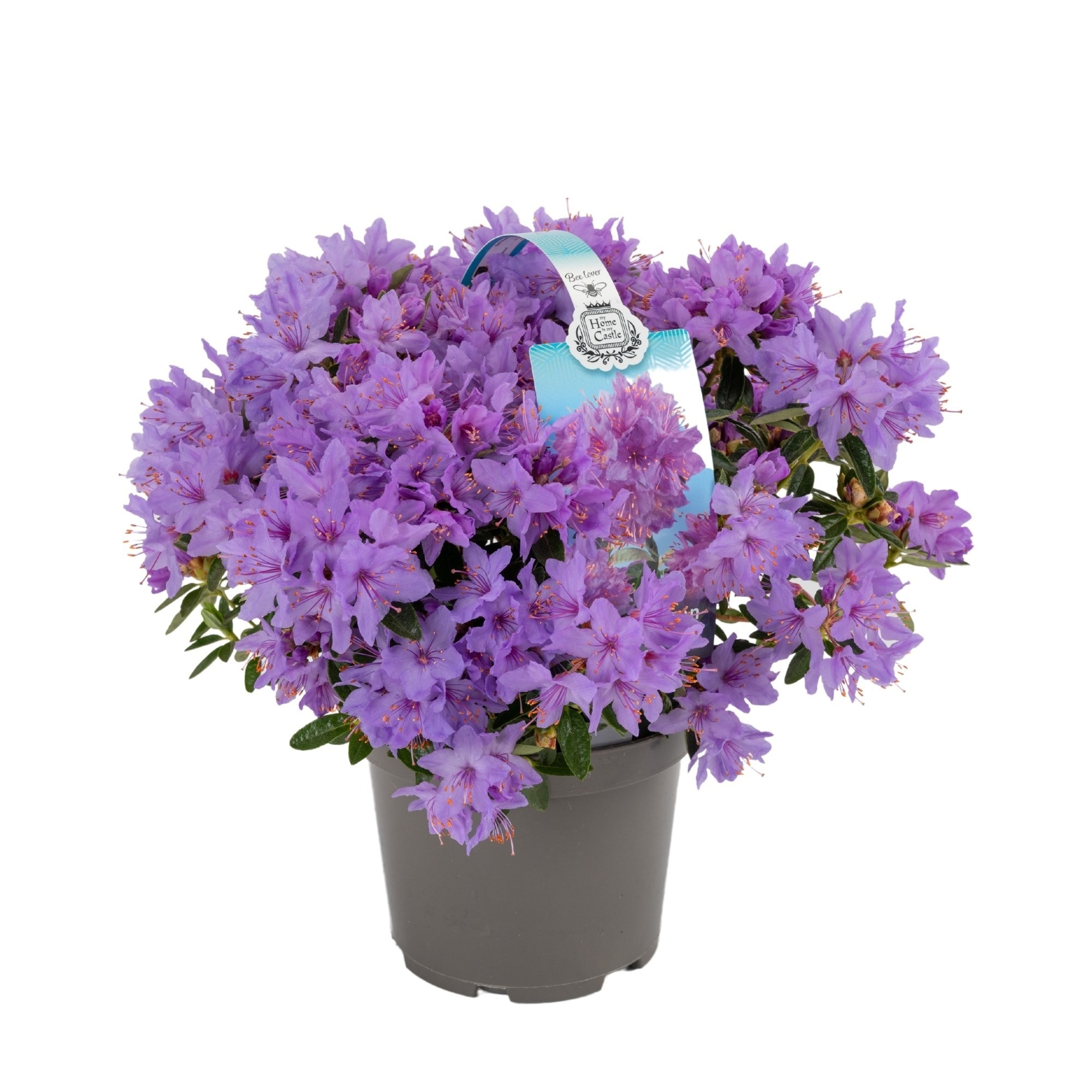 Mix plante Rhododendron, in ghiveci cu maner