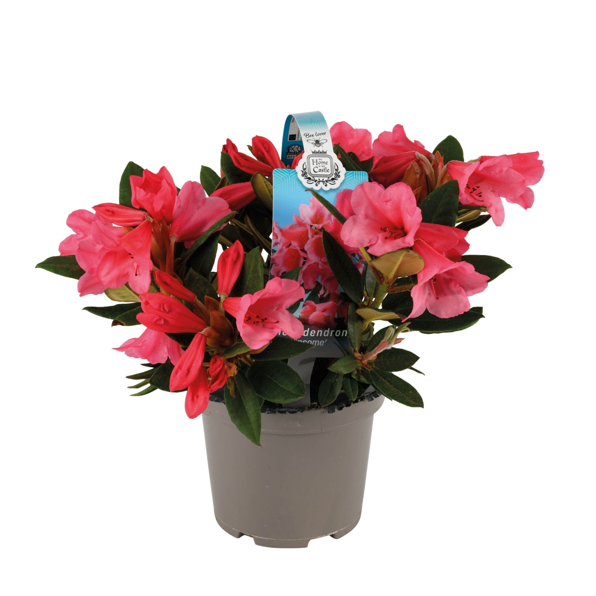 Mix plante Rhododendron, in ghiveci cu maner