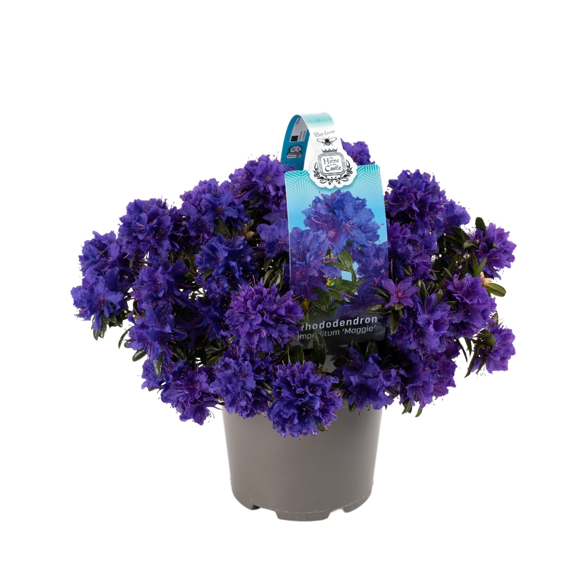 Mix plante Rhododendron, in ghiveci cu maner