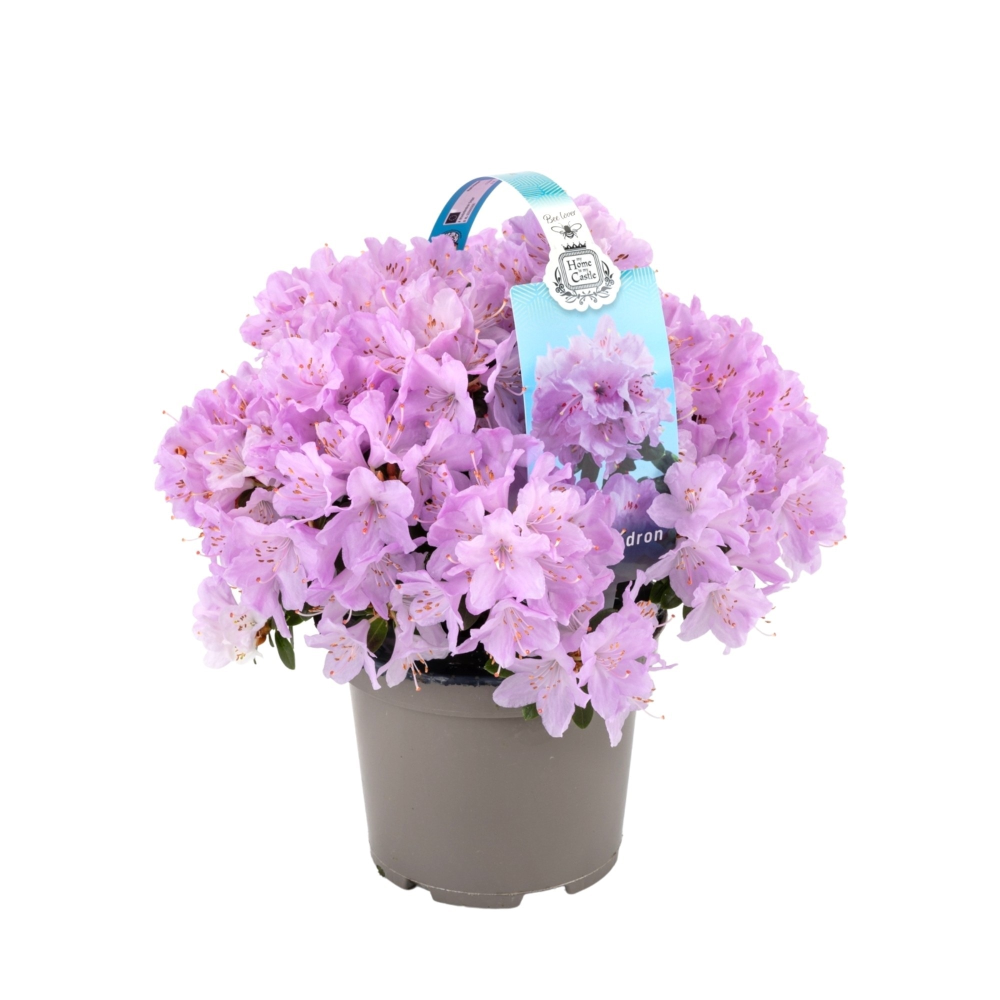 Mix plante Rhododendron, in ghiveci cu maner