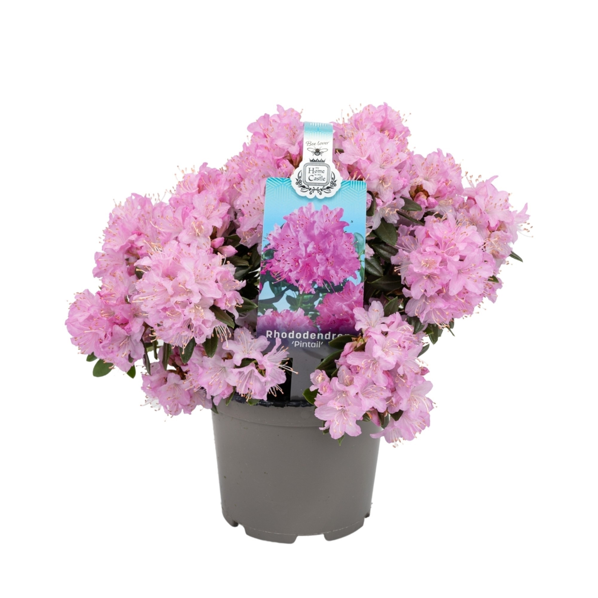 Mix plante Rhododendron, in ghiveci cu maner