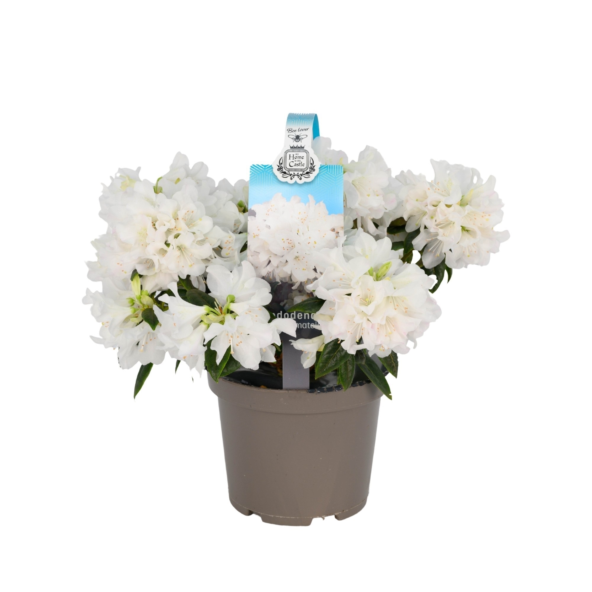 Mix plante Rhododendron, in ghiveci cu maner