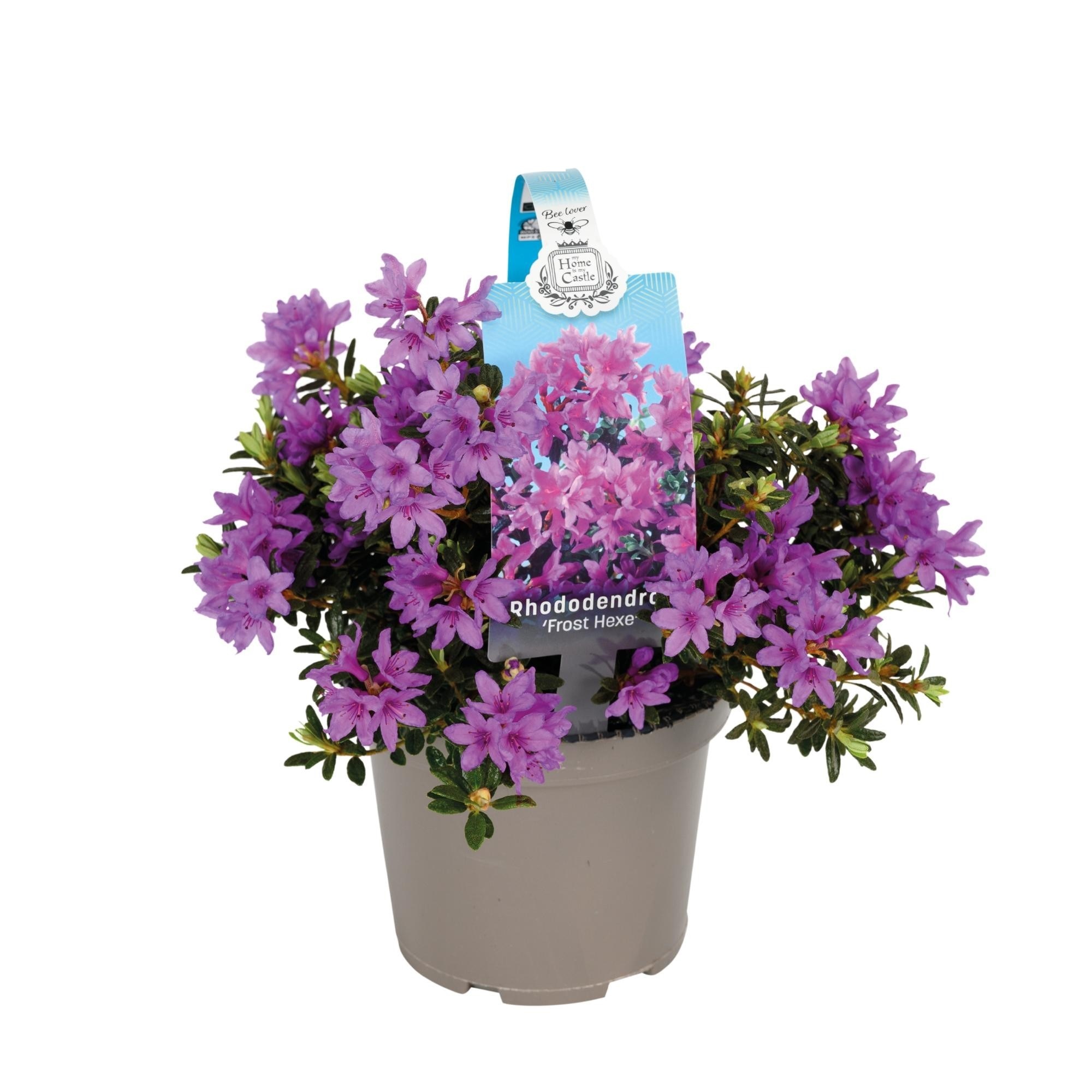 Mix plante Rhododendron, in ghiveci cu maner