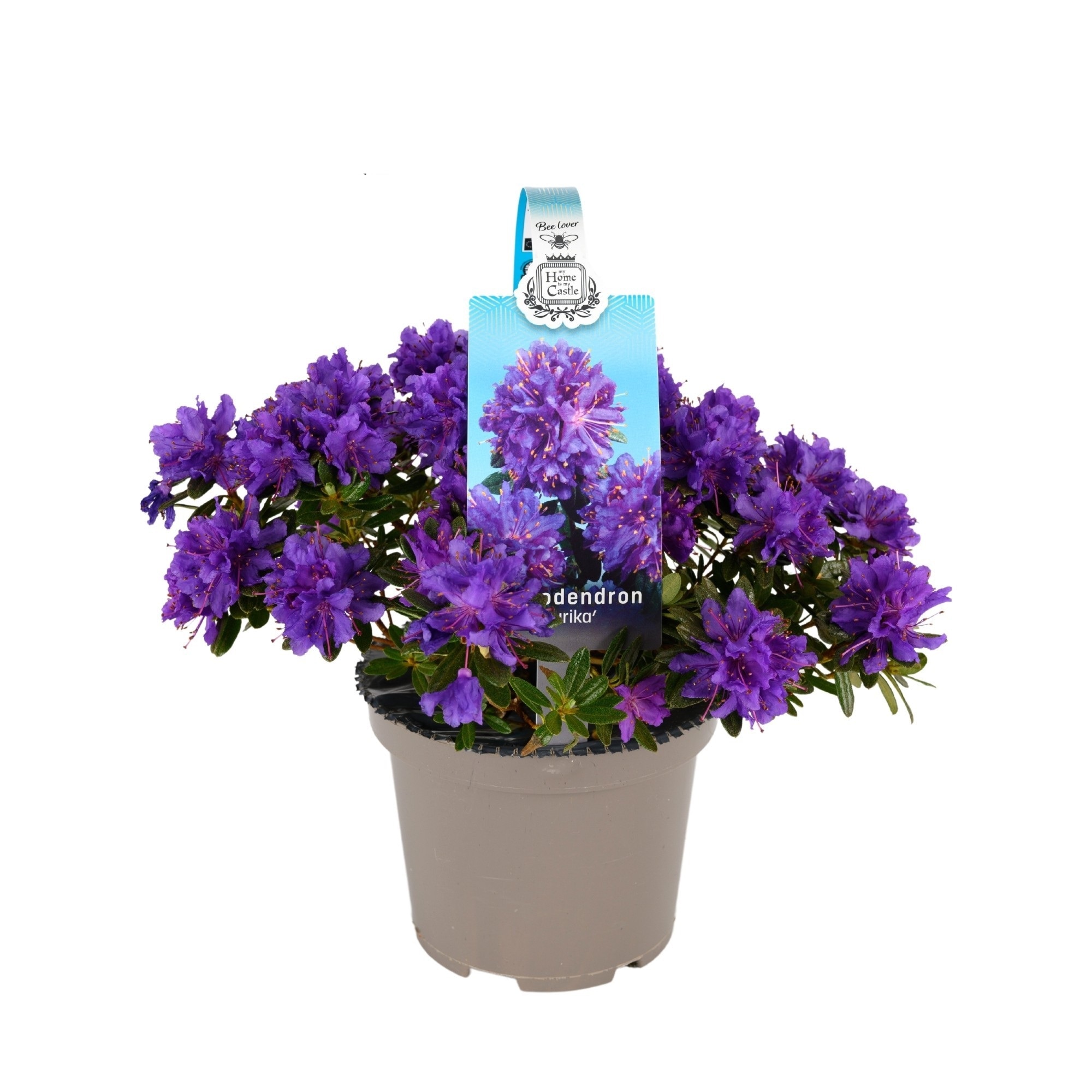 Mix plante Rhododendron, in ghiveci cu maner