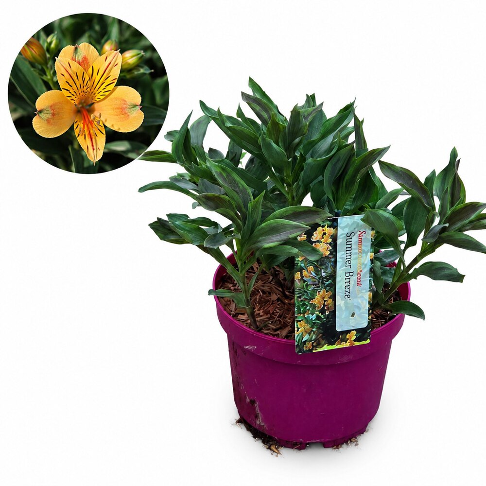 Alstroemeria Summer Breeze, D19 cm, H45 cm