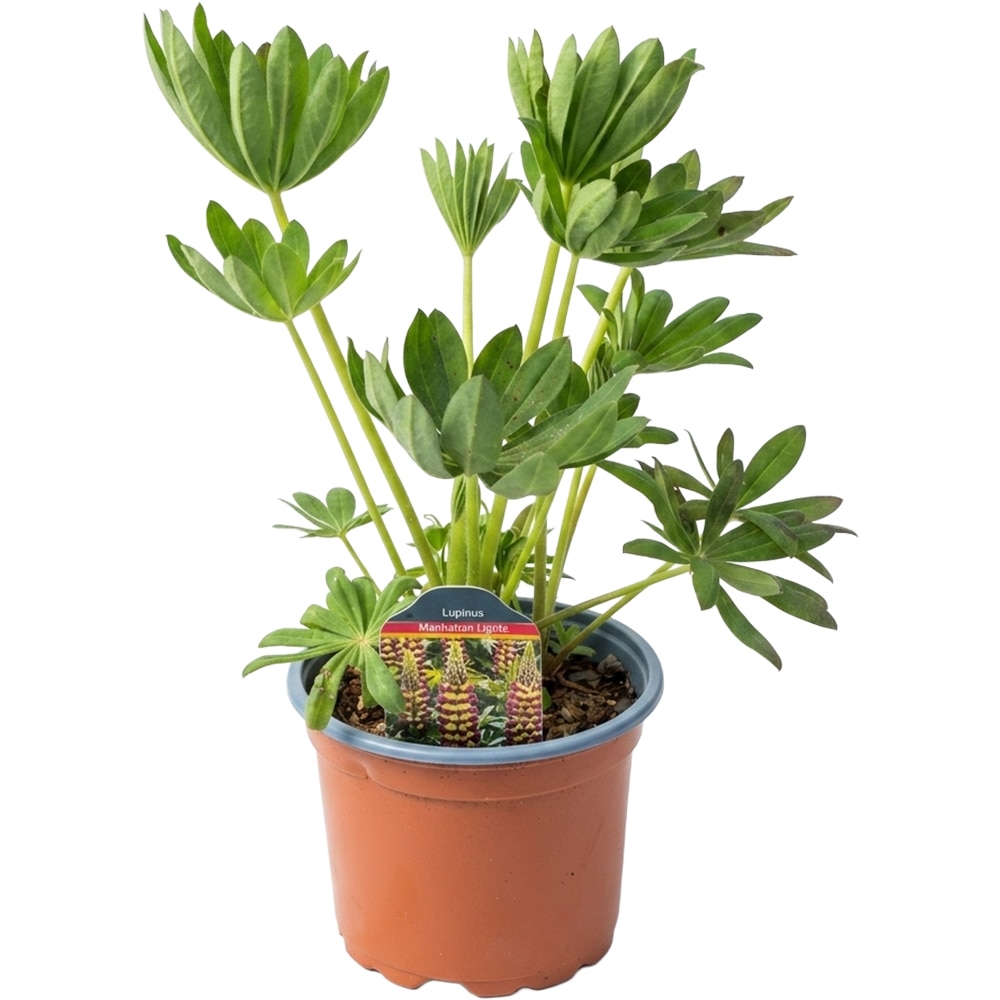 Lupinus Manhattan Lights, D 17 cm, H 45 cm