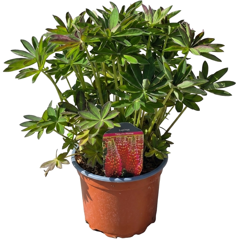 Lupinus Tequilla Flame, D 17 cm, H 45 cm