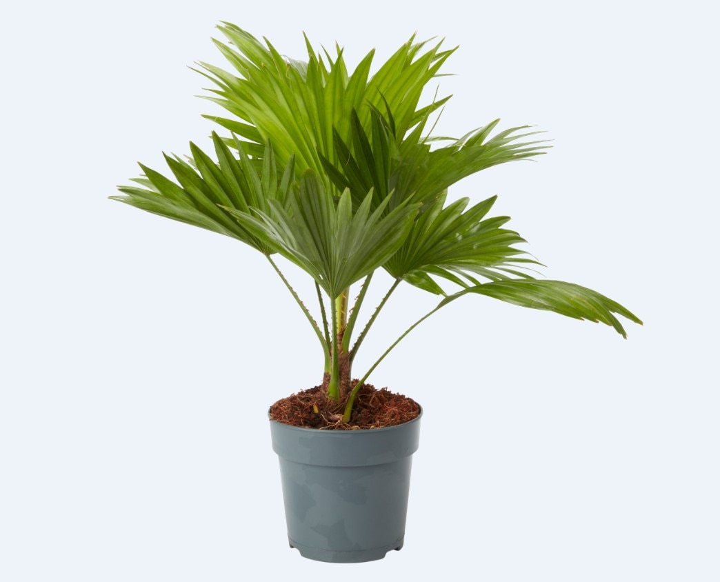 Planta de interior Palmier Livistona D12 cm H30 cm