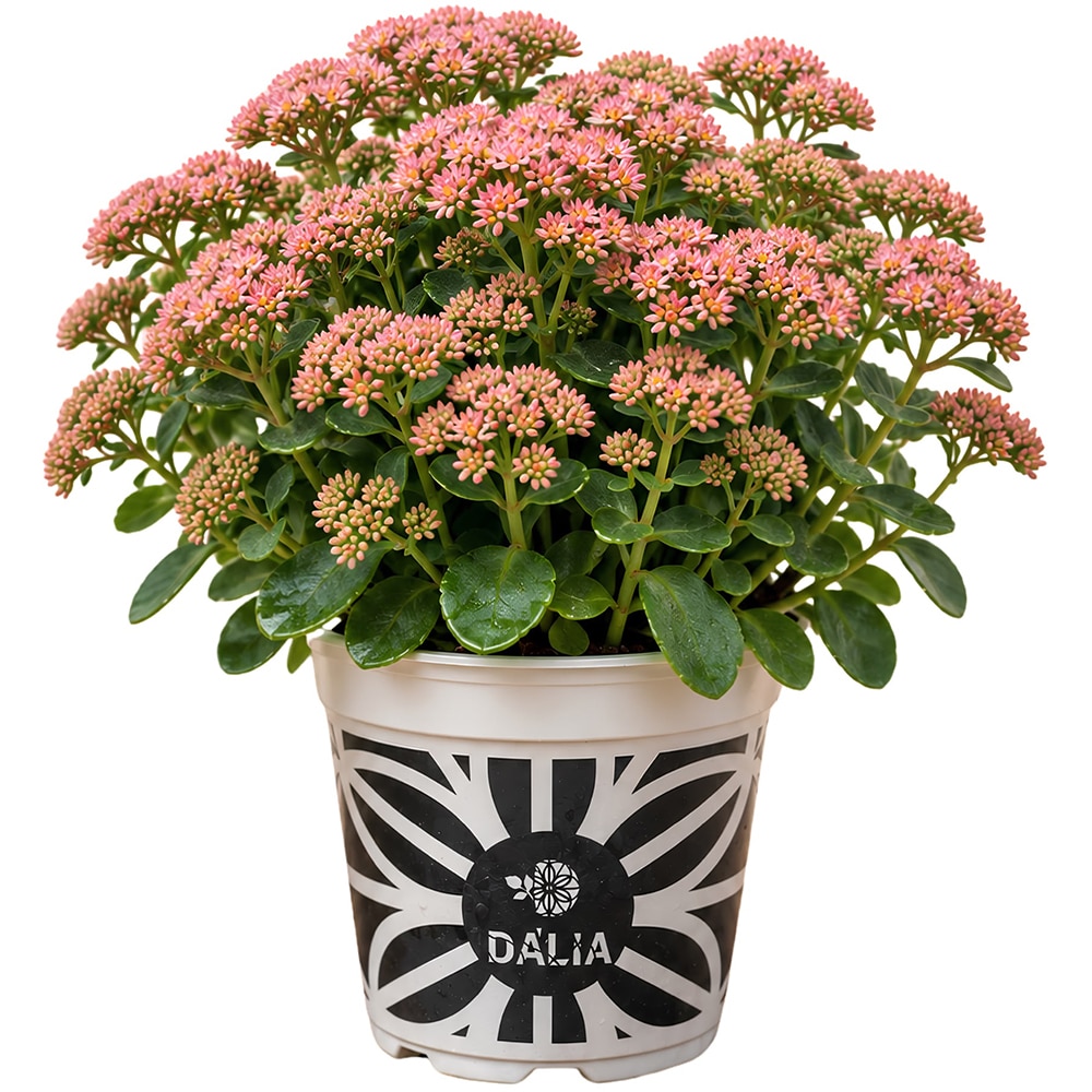 Sedum SunSparkler, D14 cm, H20 cm