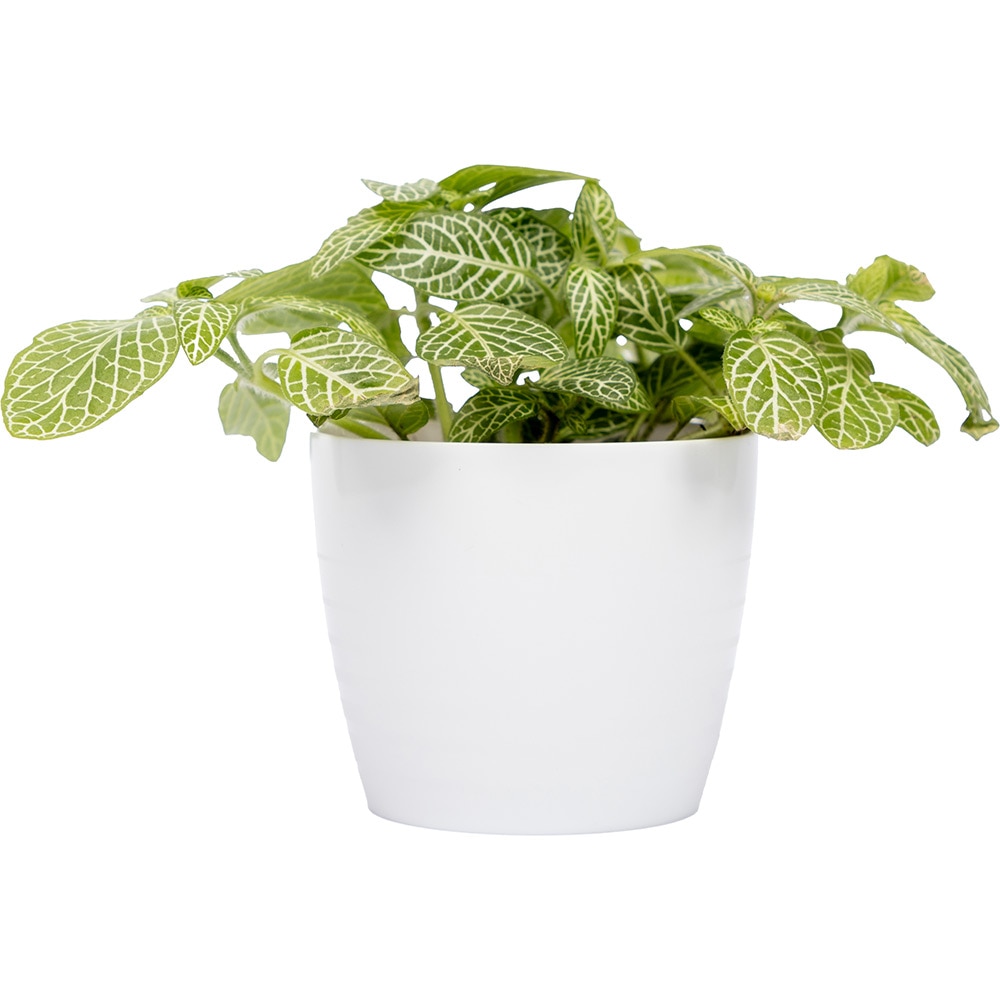 Masca ghiveci HARPLAST Silvia, D7 cm, plastic, alb