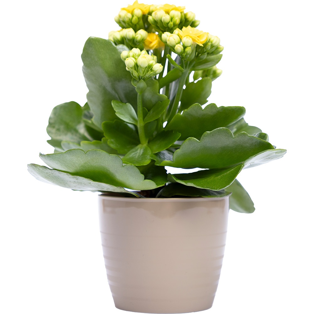 Masca ghiveci HARPLAST Silvia, D7 cm, plastic, maro cappuccino