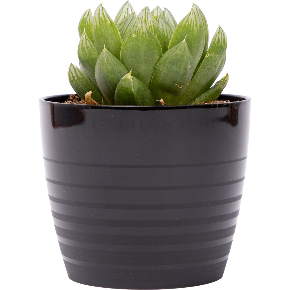 Masca ghiveci HARPLAST Silvia, D7 cm, plastic, negru