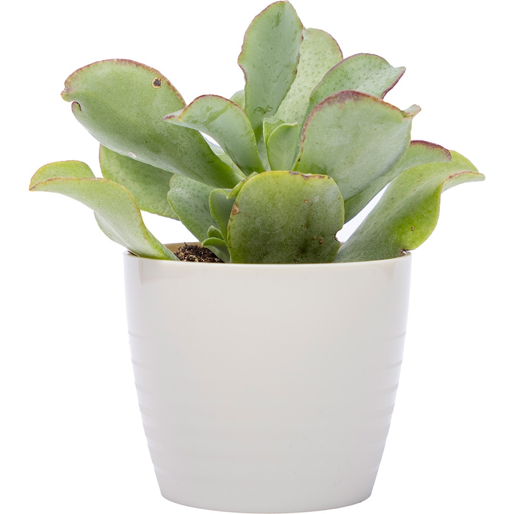 Masca ghiveci HARPLAST Silvia, D7 cm, plastic, bej nisipiu