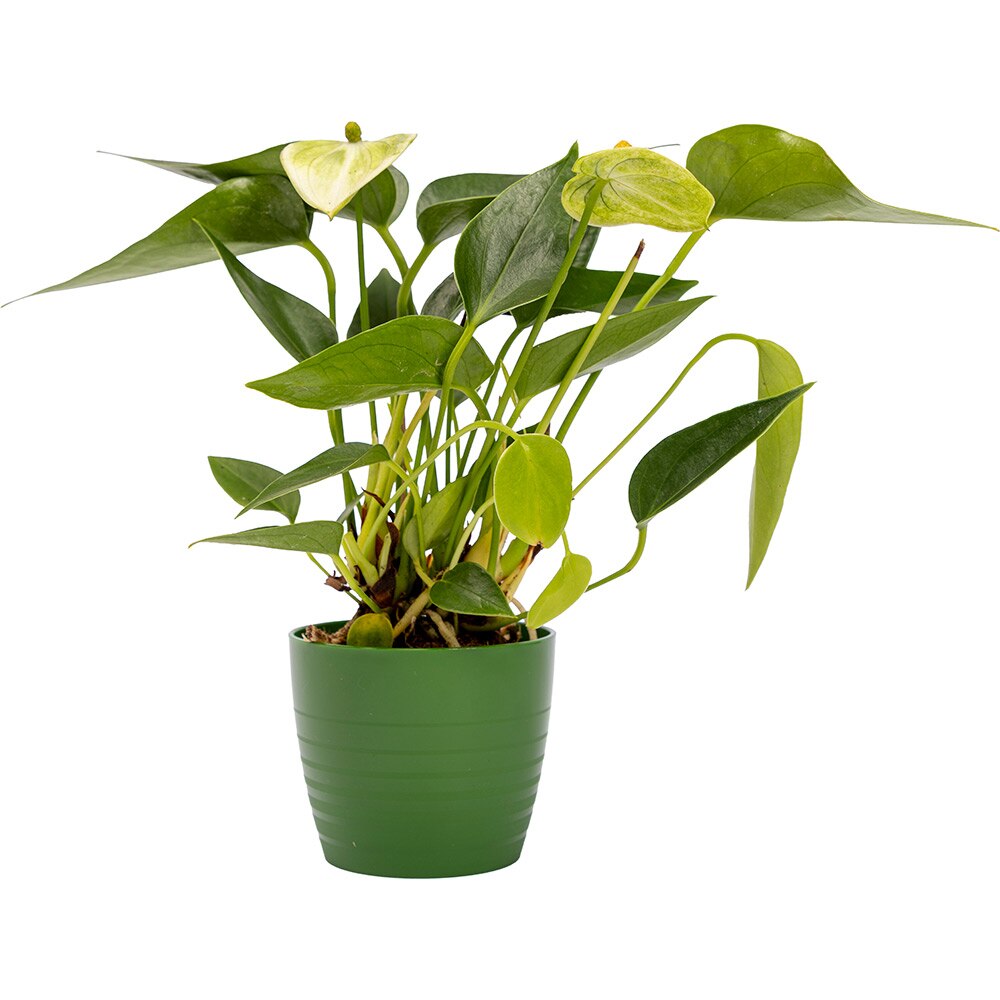 Masca ghiveci HARPLAST Silvia, D7 cm, plastic, verde pin