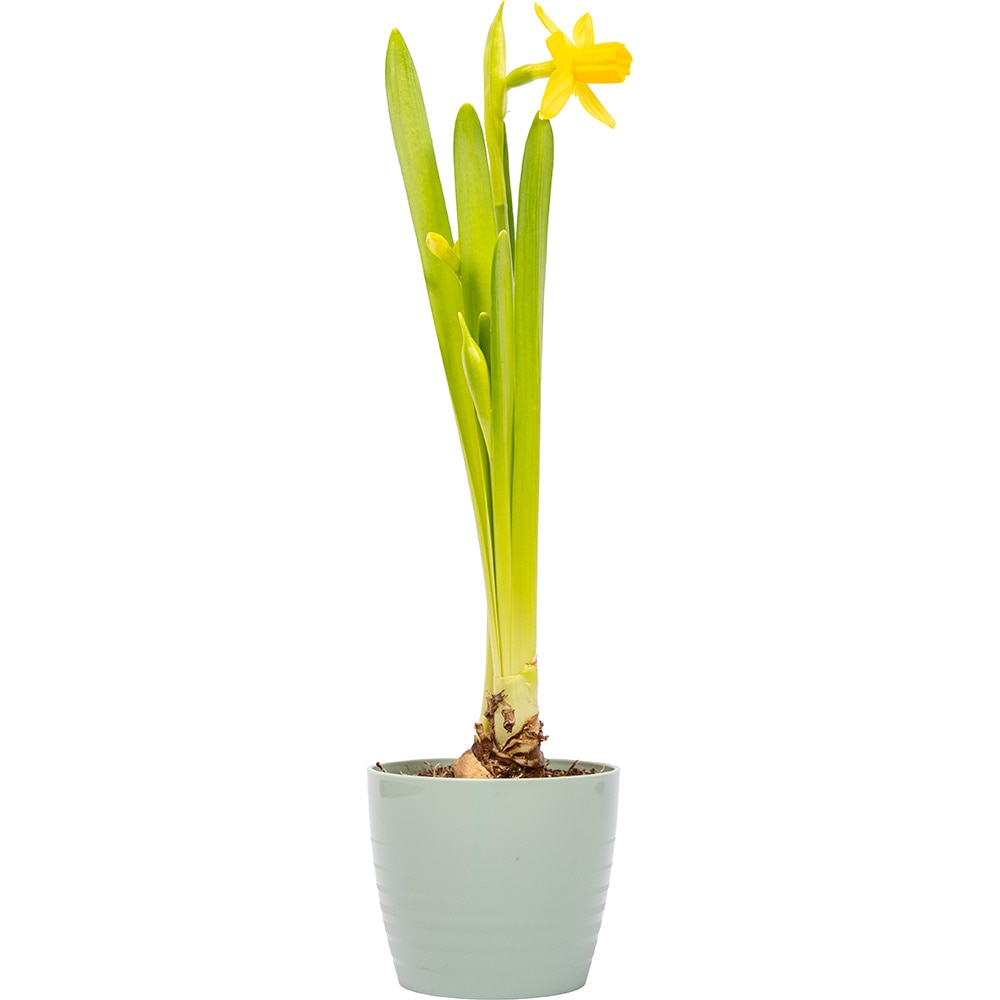 Masca ghiveci HARPLAST Silvia, D7 cm, plastic, verde salvie