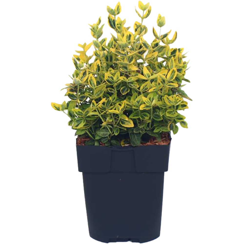 Planta ornamentala Euonymus Fortunei Emerald Gold, D 17 cm, H 40 cm, ghiveci inclus