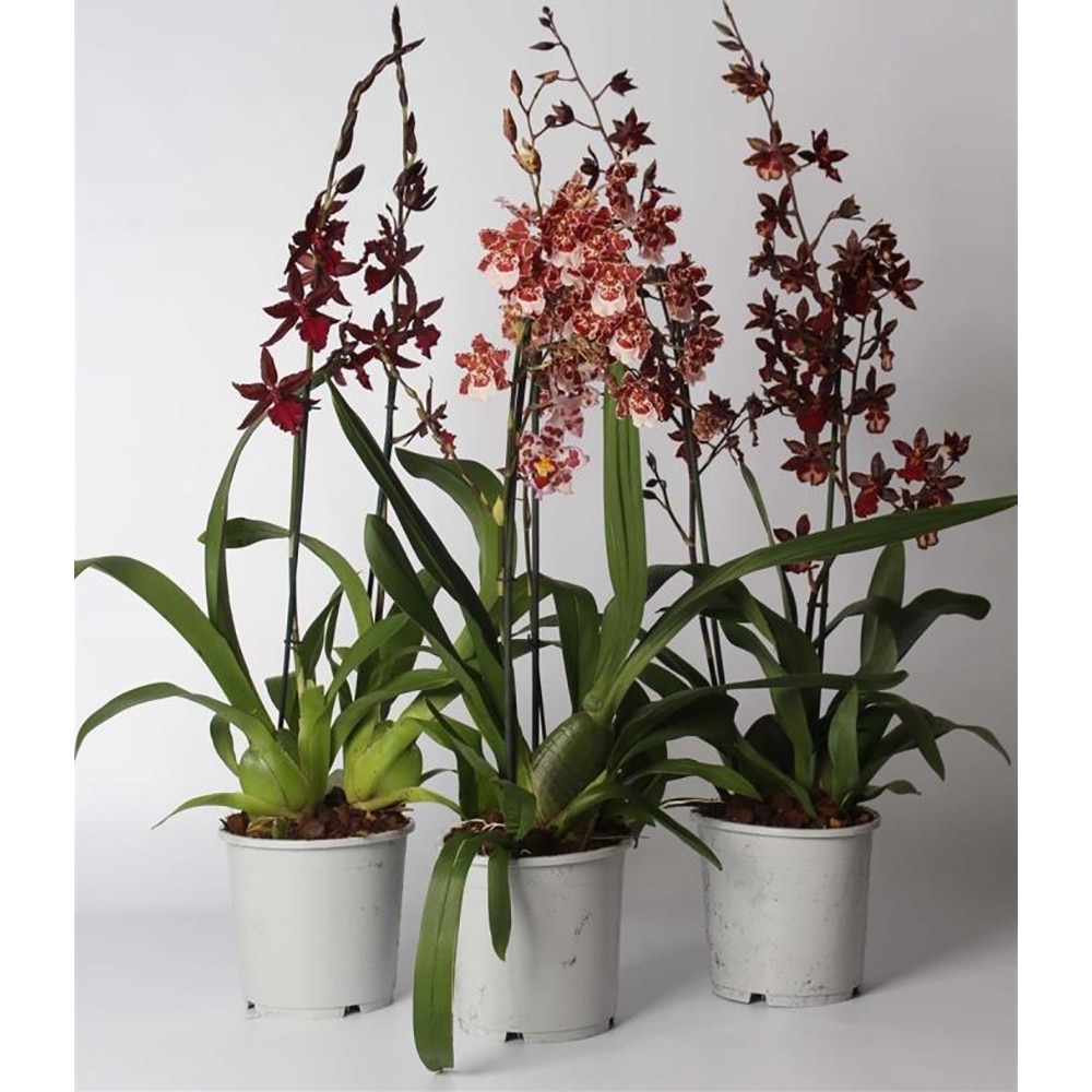 Planta Cambria, D17, H75