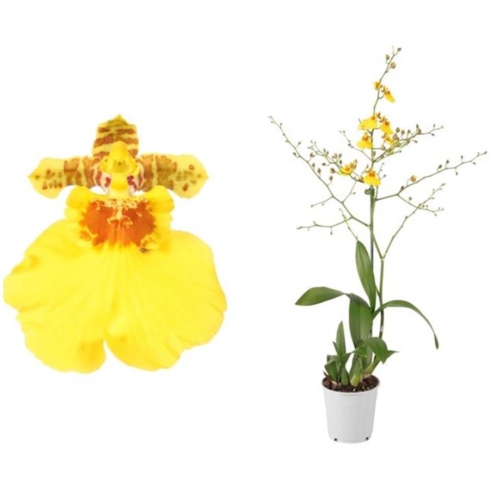 Planta Oncidium Munsterland Stern, D12, H50