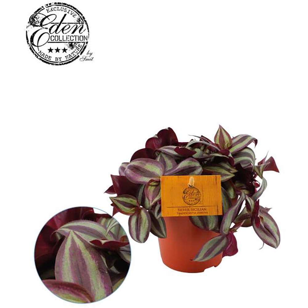 Tradescantia Zebrina, H 40 cm