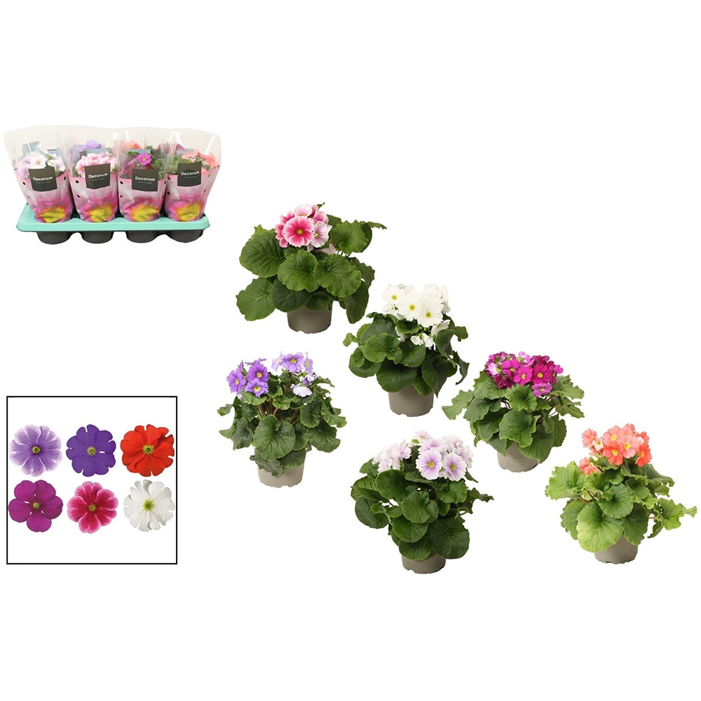 Primula Obcononica Touch Me, H 30 cm