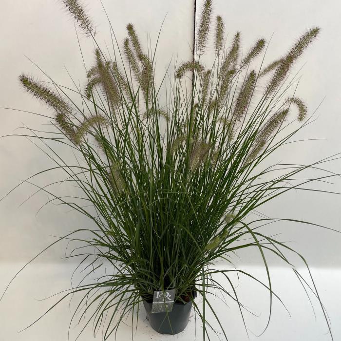 Planta ornamentala Pennisetum Hameln, D 23 cm, H 70 cm, ghiveci inclus