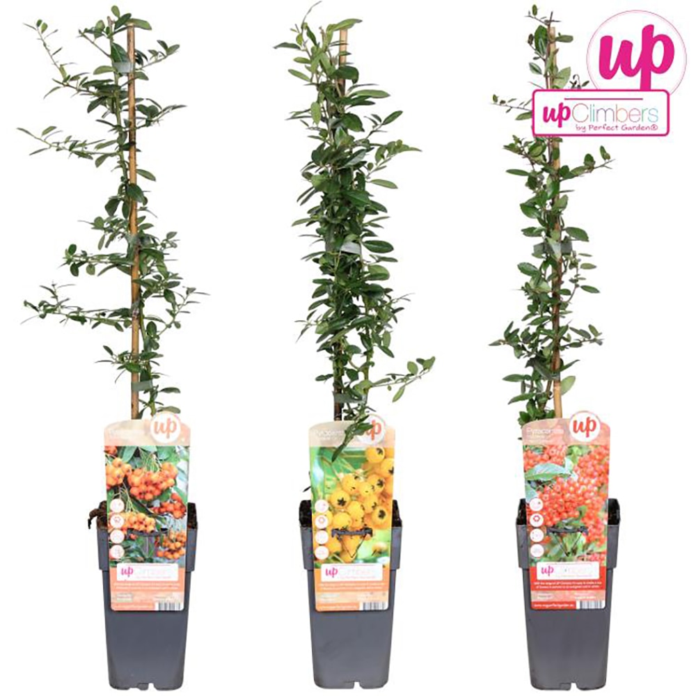 Planta ornamentala Pyracantha, D 15 cm, H 65 cm, ghiveci inclus