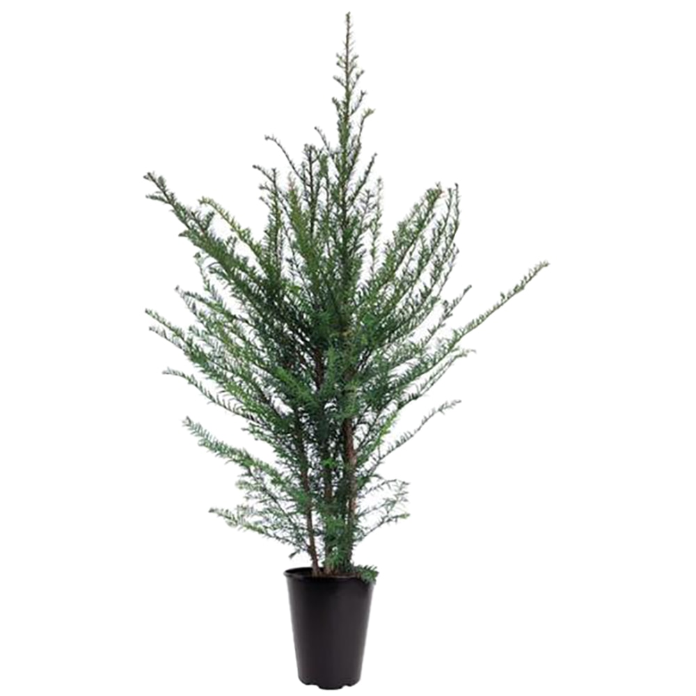 Planta ornamentala Taxus Baccata, D 21 cm, H 90 cm, ghiveci inclus