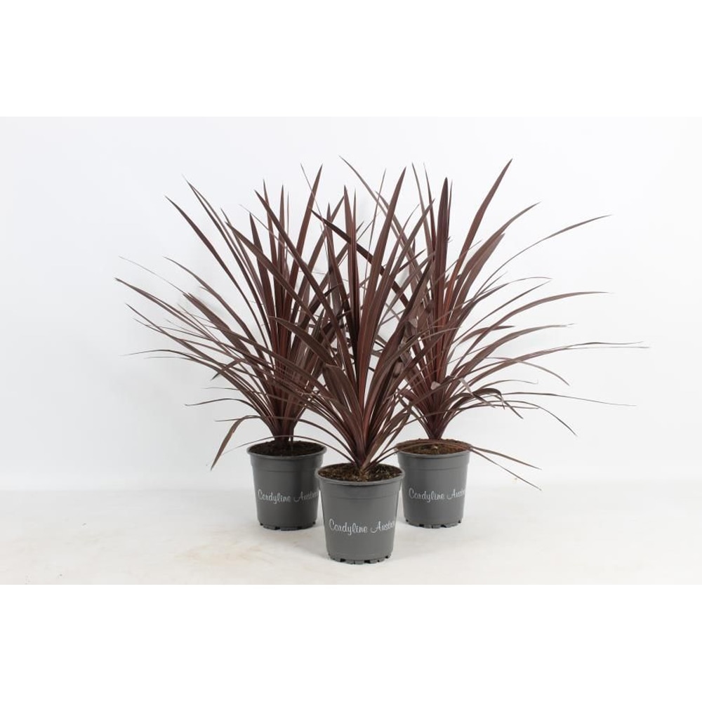 Cordyline Australis Red Star, D17 cm, H 80 cm