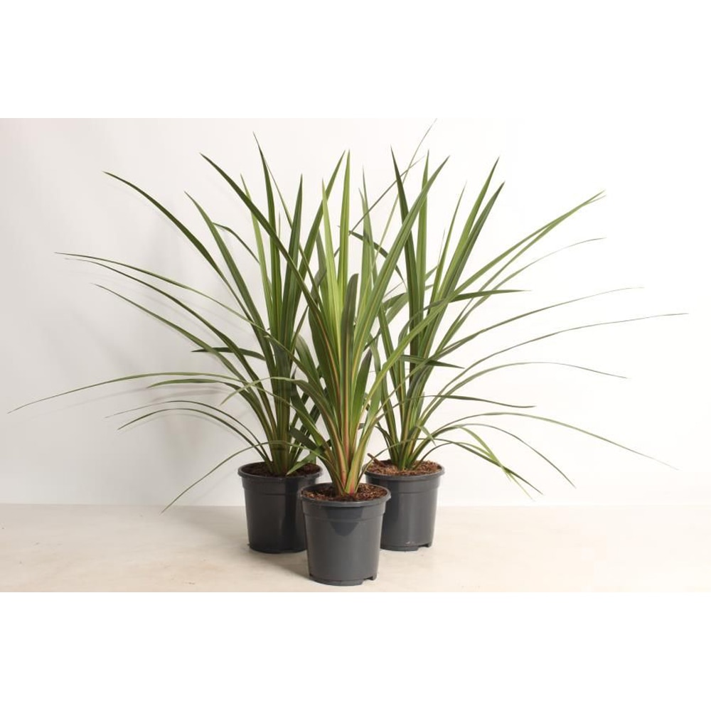 Cordyline Australis Verde, D17 cm, H 75 cm
