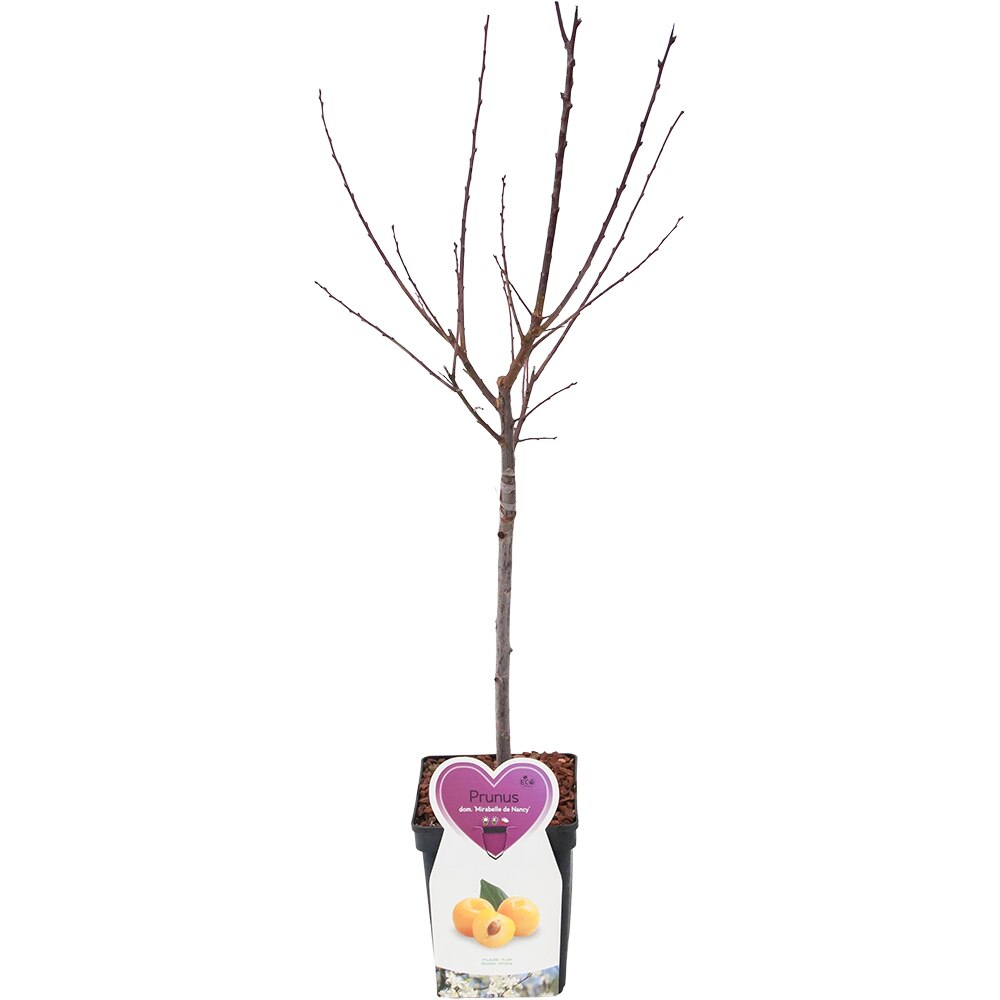 Prunus pe Tija, H 110cm