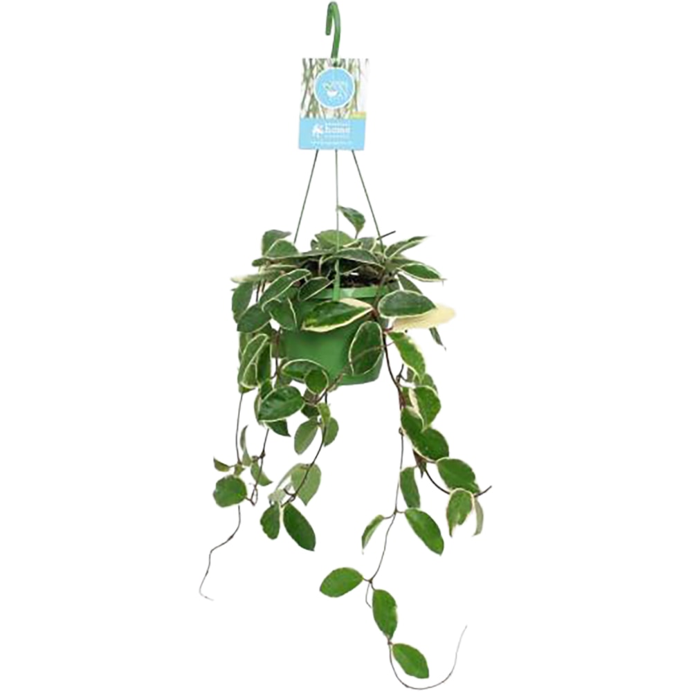 Hoya Carnosa Krimson Queen, H 45 cm