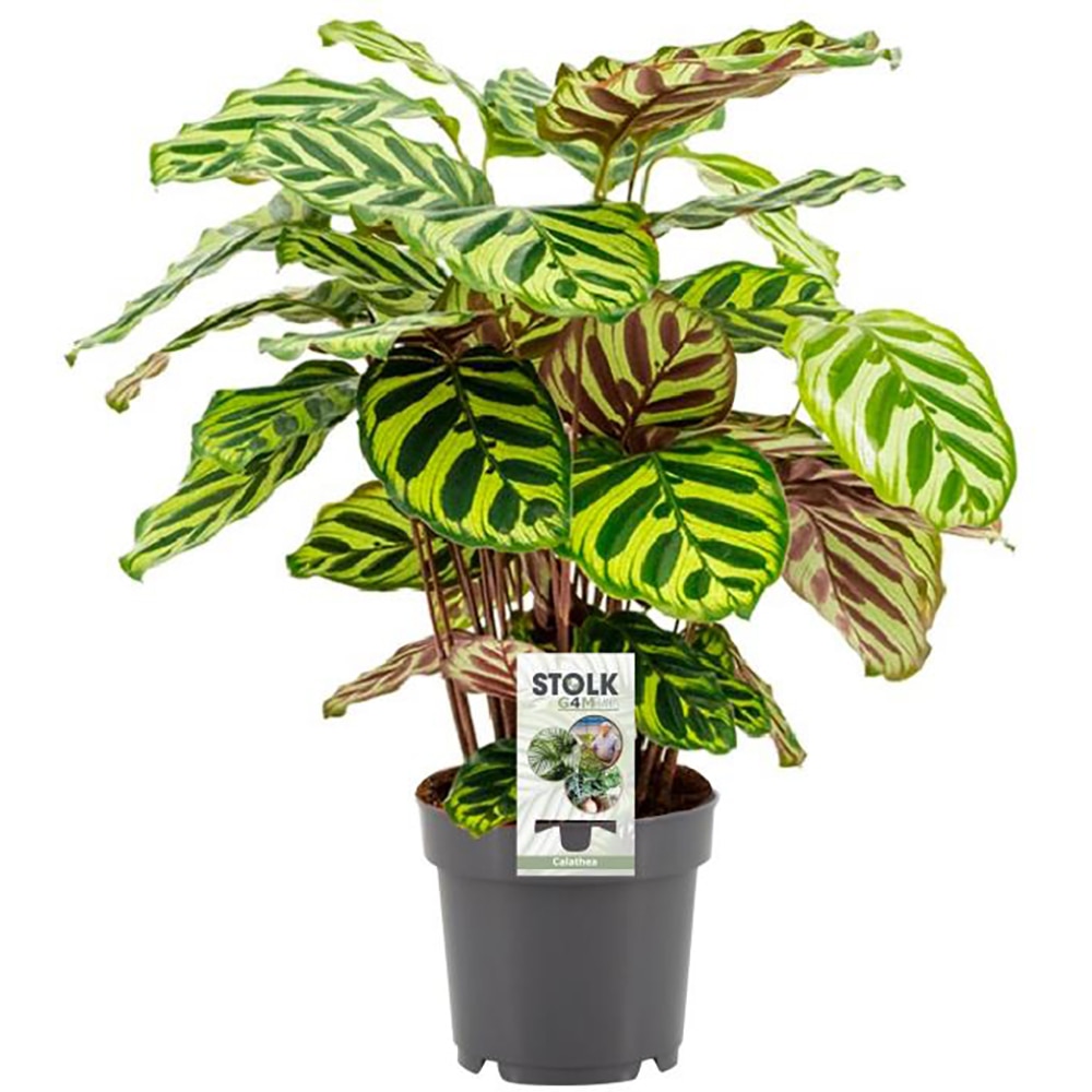 Calathea Makoyana, H 45 cm