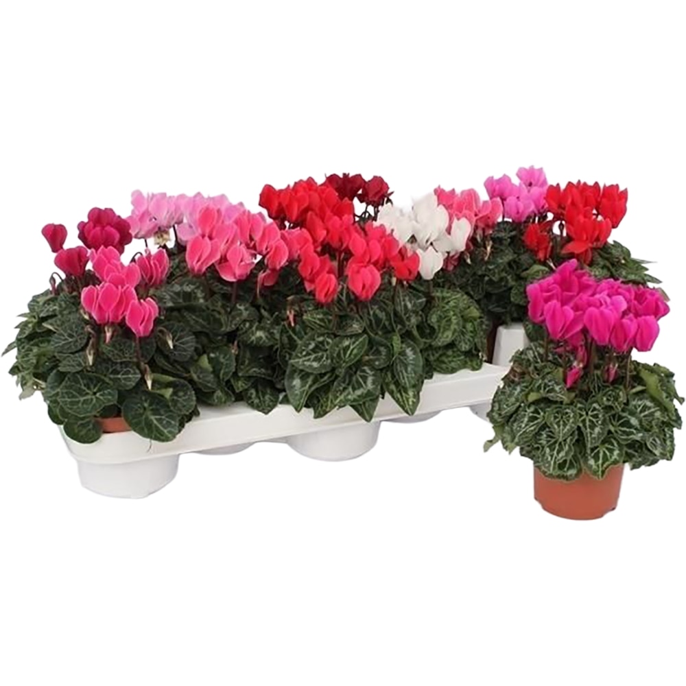Cyclamen Mini, H 17 cm