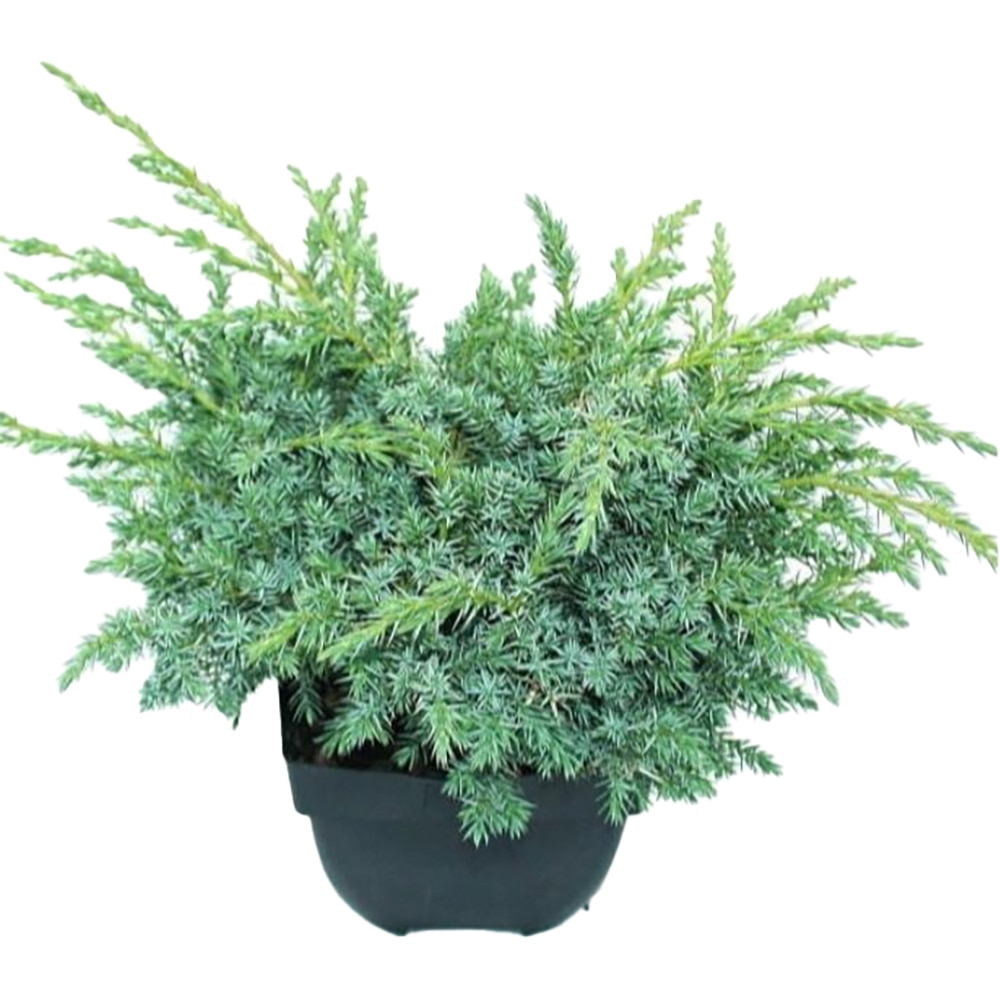 Planta ornamentala Juniperus Squamata Blue Swede, D 17 cm, H 40 cm, ghiveci inclus