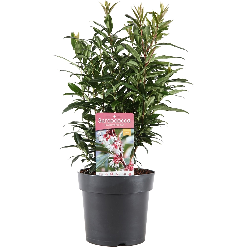 Sarcococca Winter Gem, H 45cm
