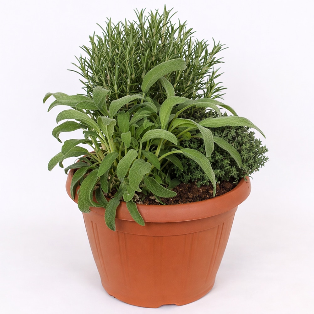 Plante aromatice Trio, H 45 cm