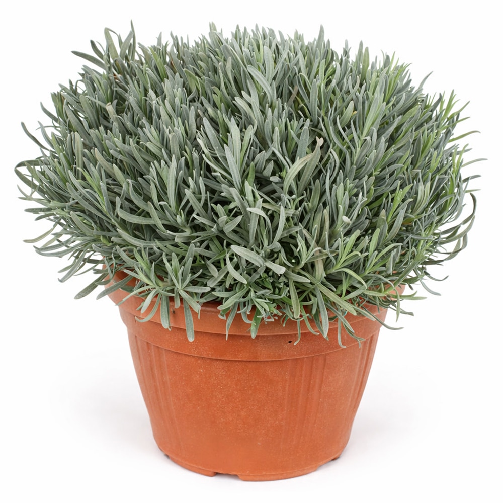 Planta Lavanda, H 55 cm
