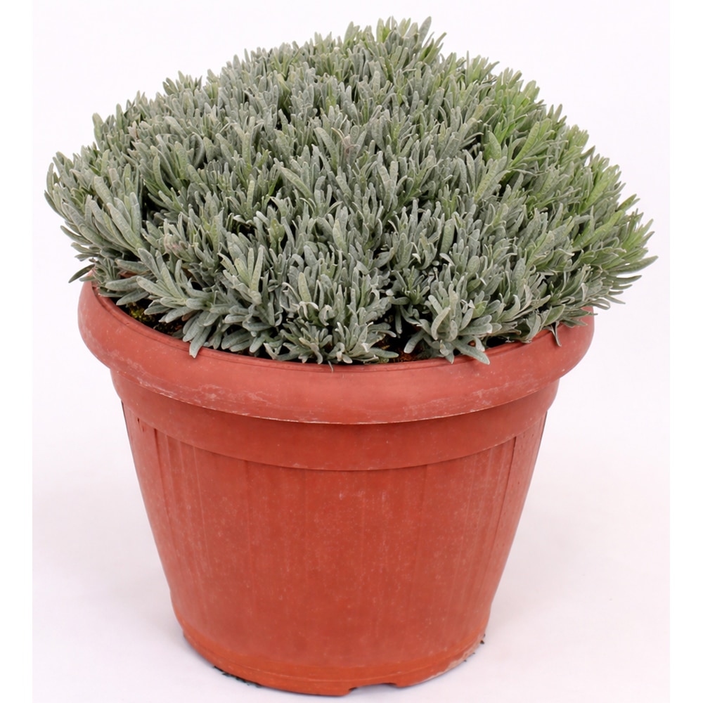 Planta Lavanda, H 60 cm