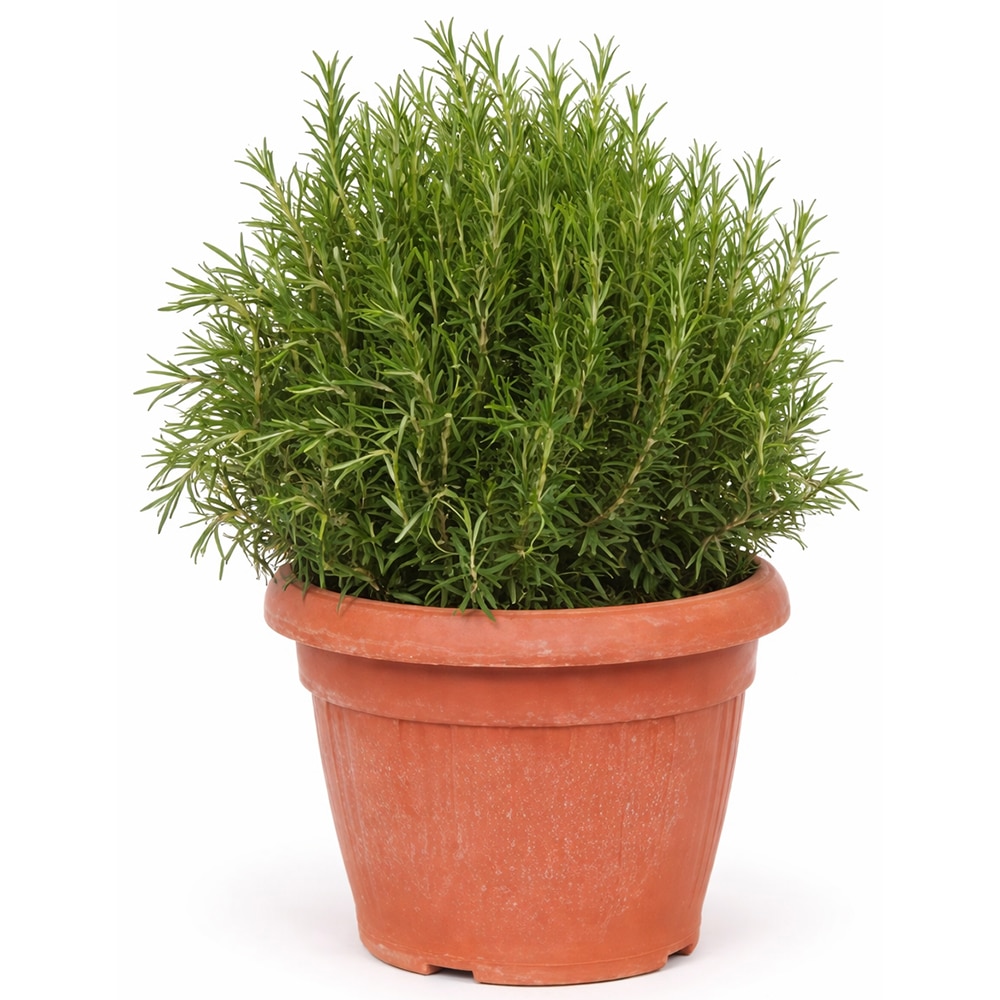 Planta aromatica rozmarin Officinalis, H 65 cm