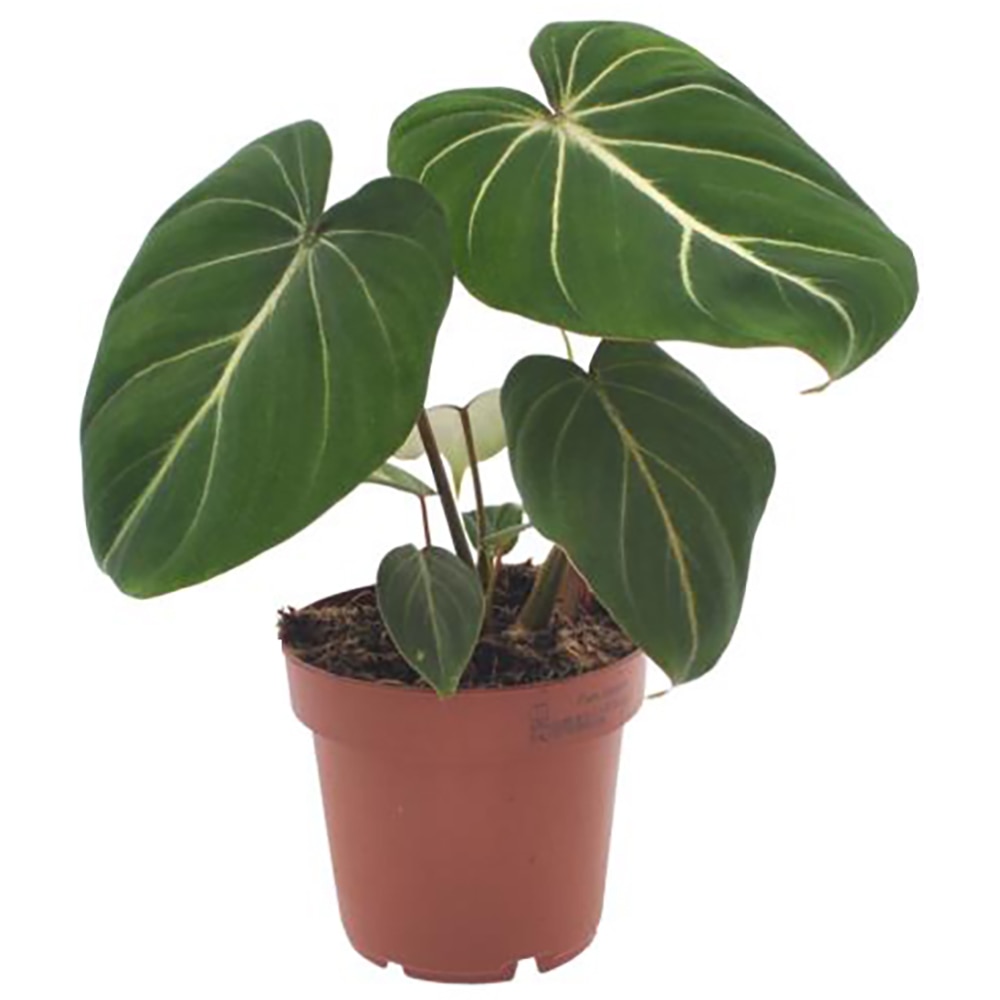 Philodendron Gloriosum, H 25 cm