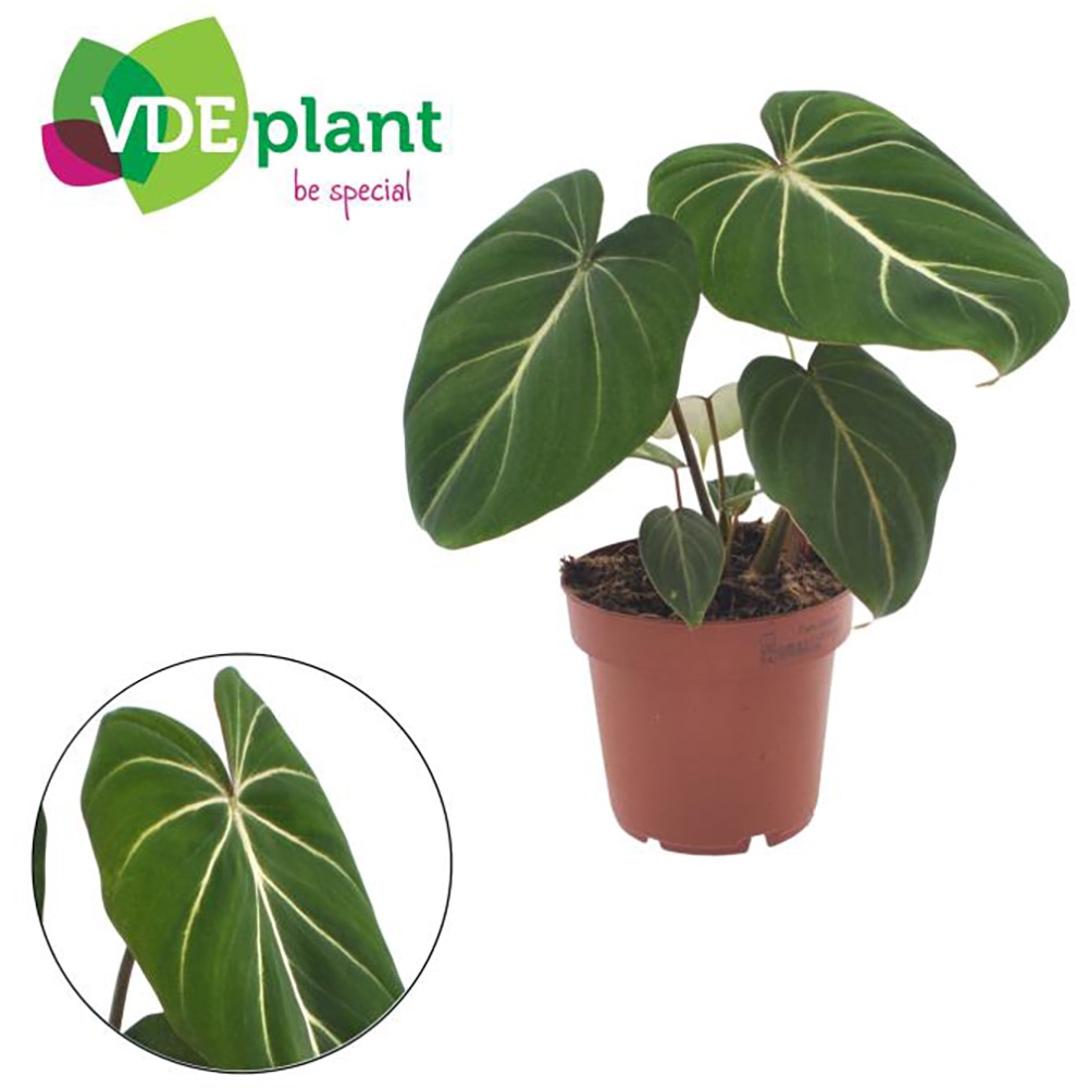 Philodendron Gloriosum, H 25 cm