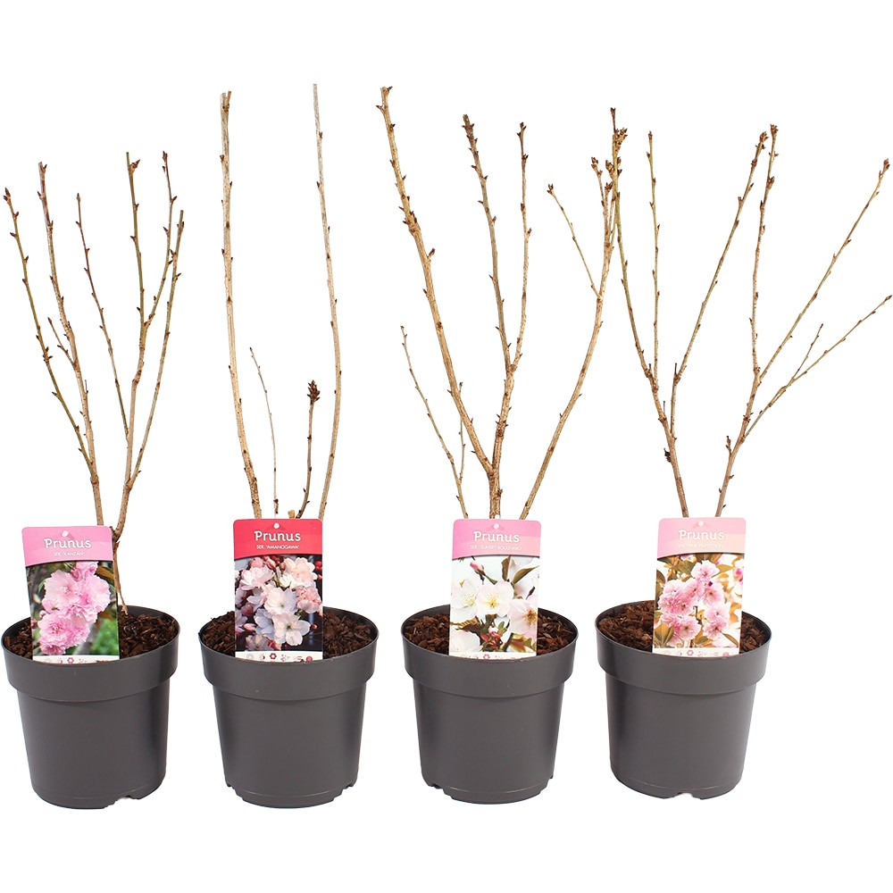 Prunus Persica Taoflora, H 175cm