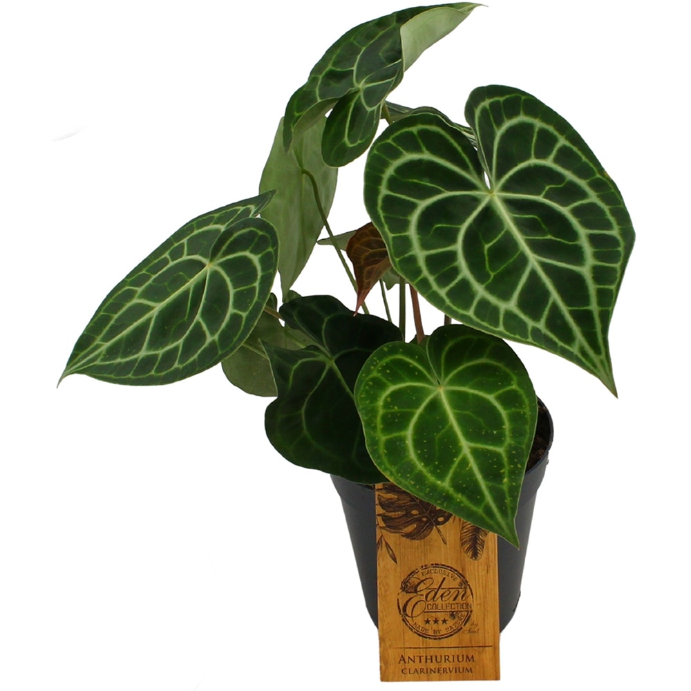 Anthurium Clarinervium, H 25 cm