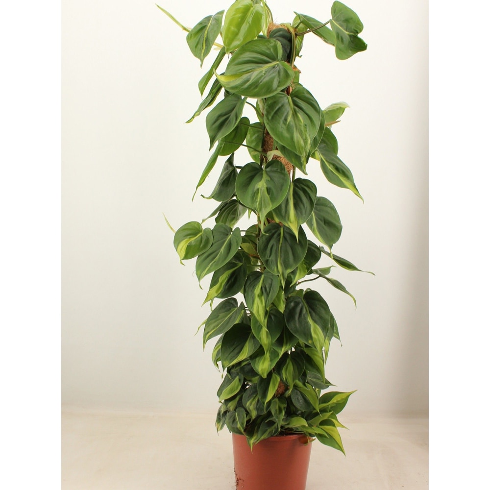 Philodendron Brasil, D24 cm, H 110 cm