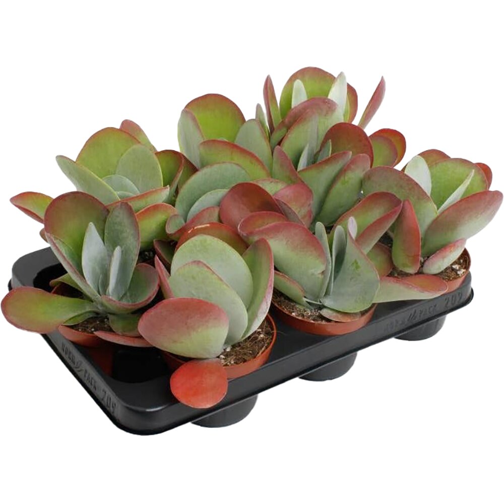 Planta Kalanchoe Thyrsiflora, D10.5, H15