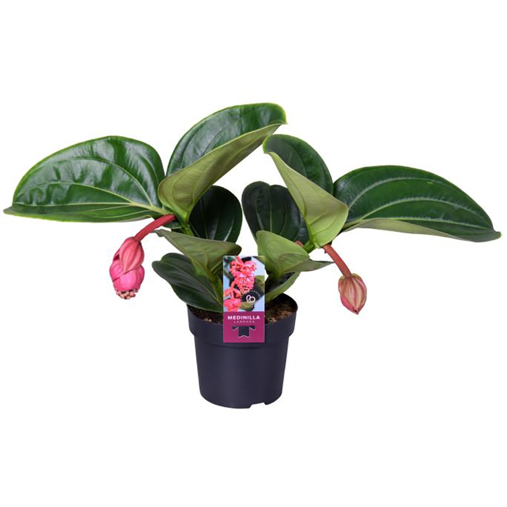 Medinilla Magnifica Lambada, H 40 cm