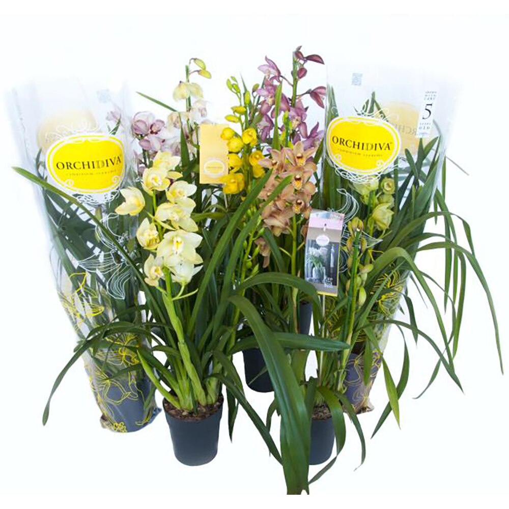 Planta Cymbidium Piccobello, D14, H60