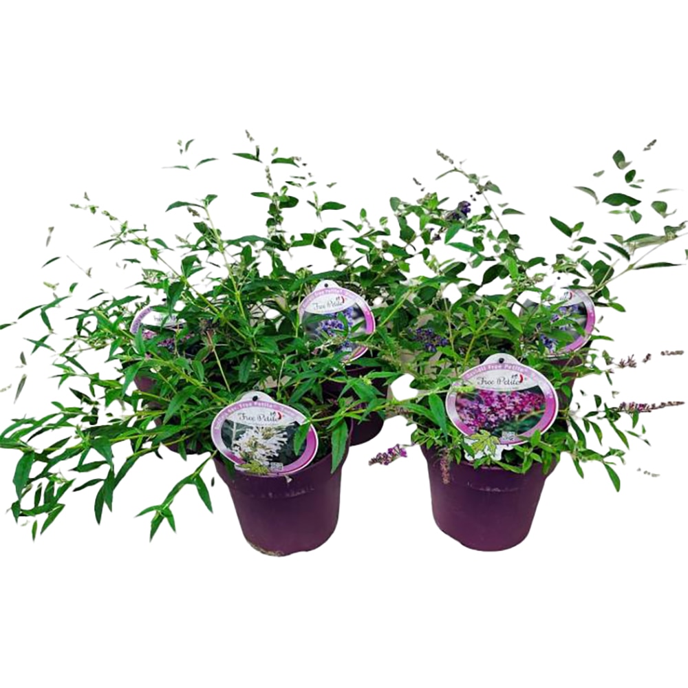 Planta ornamentala Buddleja Davidii Free Petite, D 19 cm, H 60 cm, ghiveci inclus