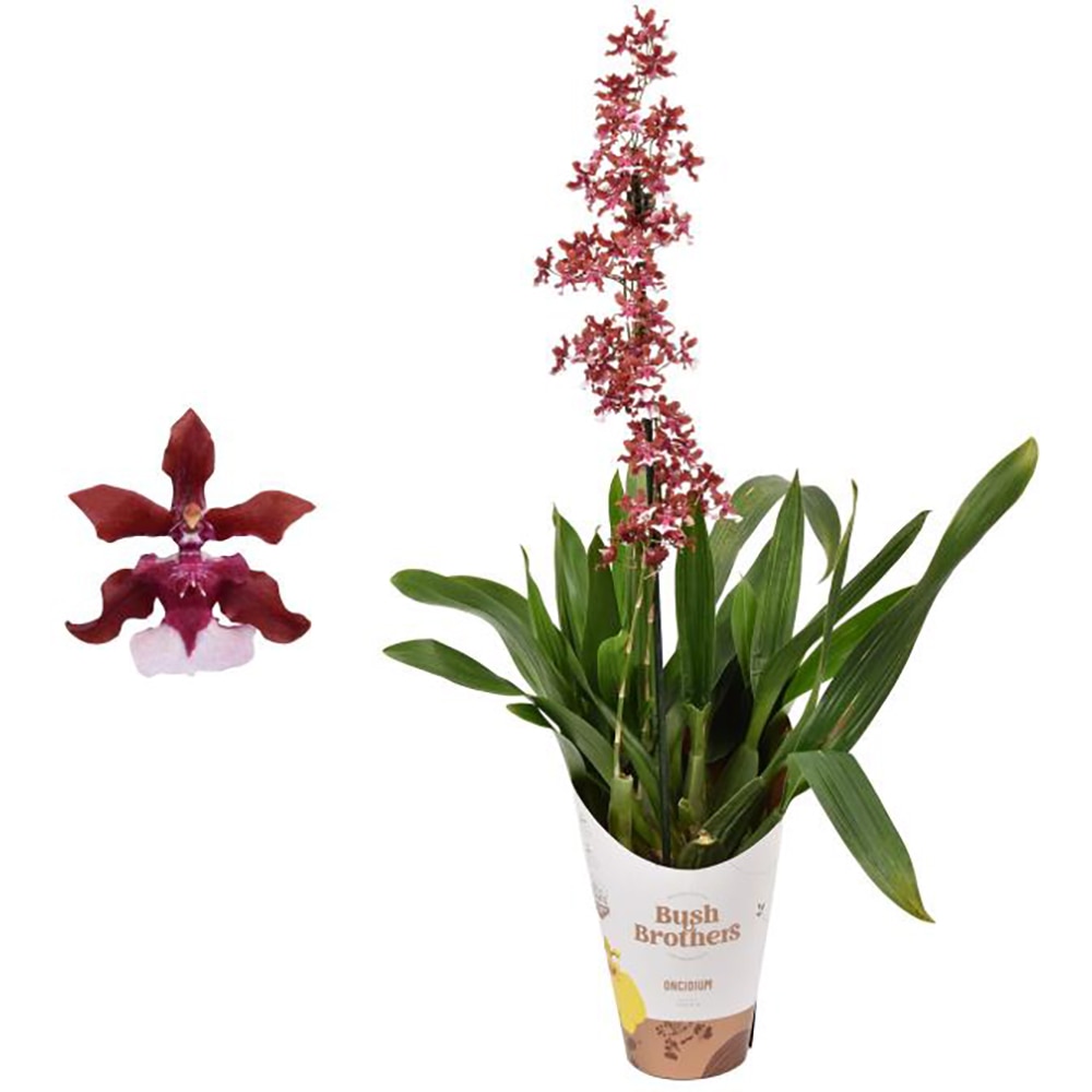 Planta Oncidium Cherry Baby D12, H80