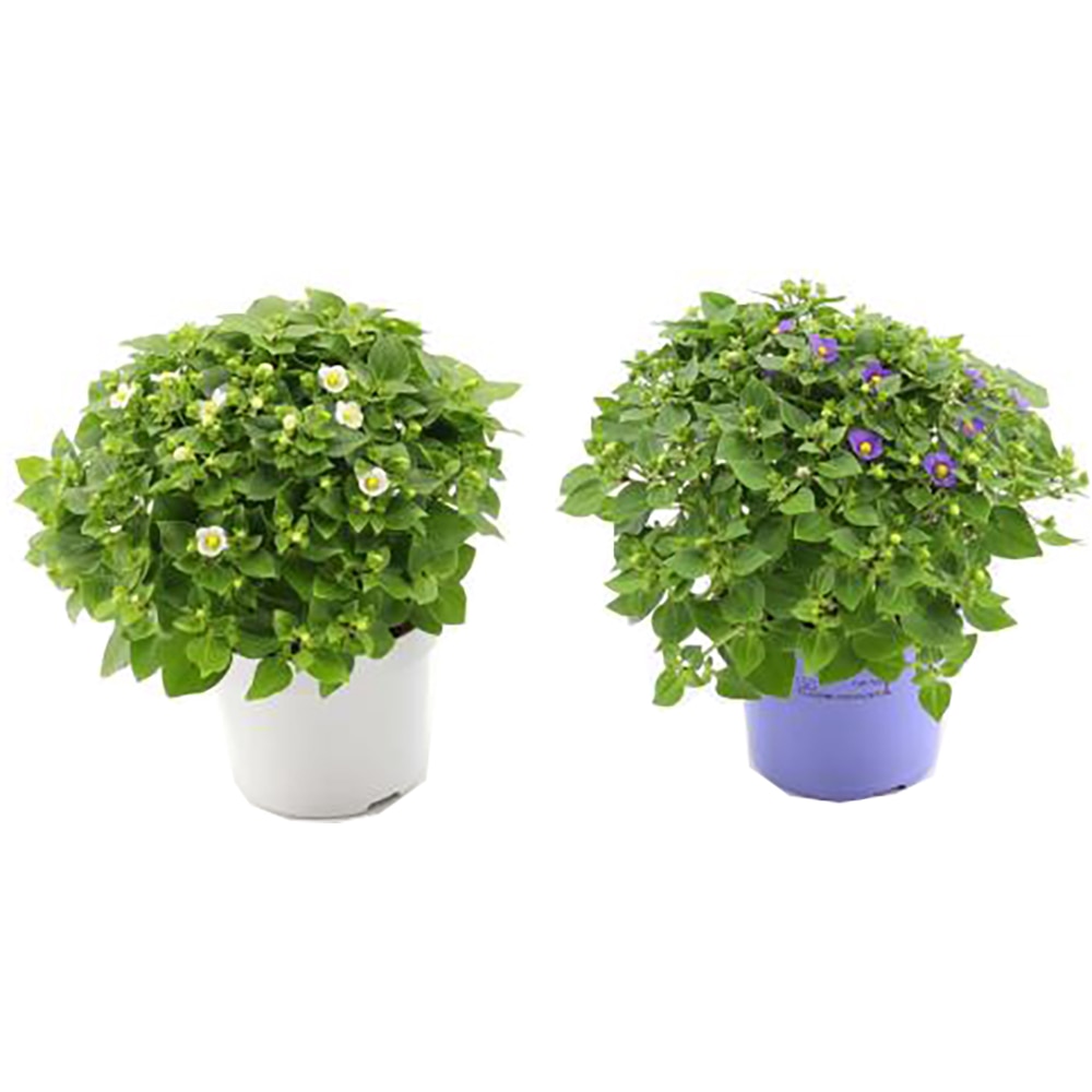 Planta Violeta persana - Exacum Affine, D12, H20